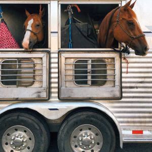 New owner leading a horse up a horsebox ramp when collecting a new horse